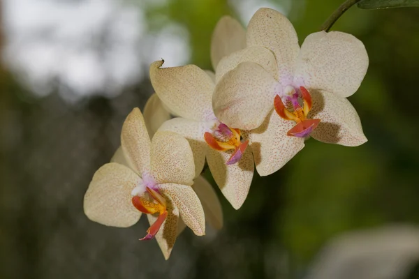 Yellow and red orchid branch — Stock Photo, Image