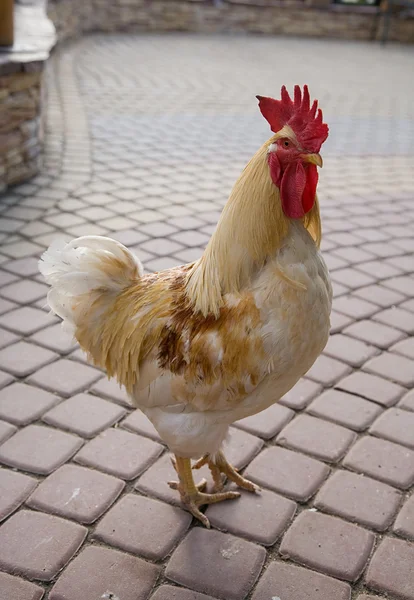 White and brown rooster — Stock Photo, Image