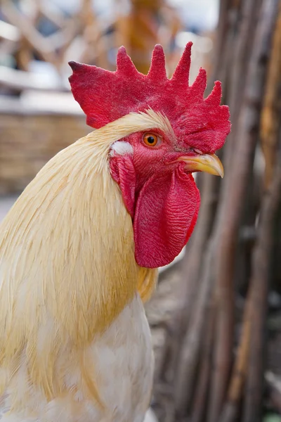Retrato de gallo ligero — Foto de Stock