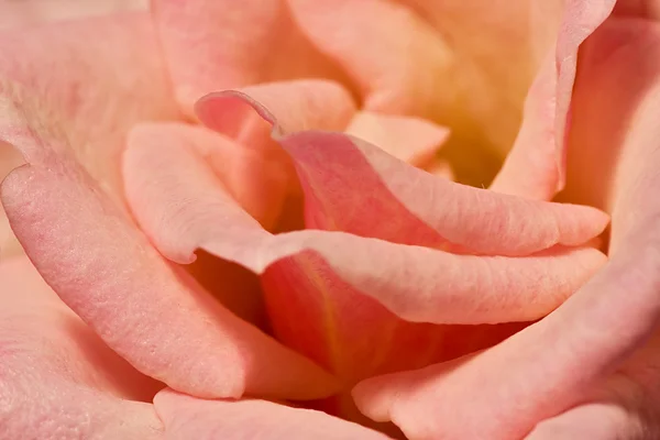 Delikat Rosa Ros blomma — Stockfoto