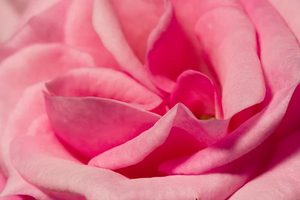 Макро из розовой розы — стоковое фото