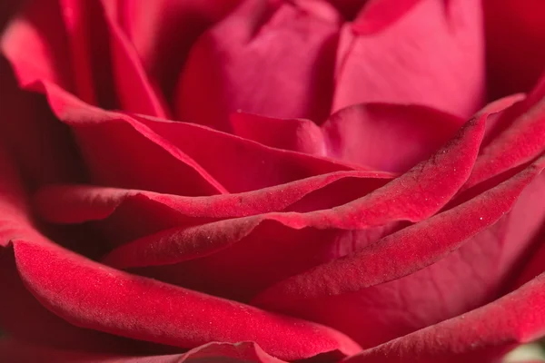빨간 장미-꽃잎 — 스톡 사진