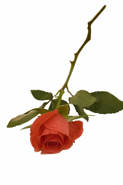 Rosa laranja isolado no branco — Fotografia de Stock
