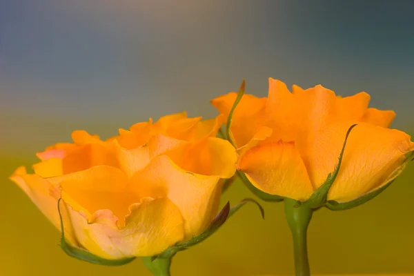 Två gula färg rosor — Stockfoto