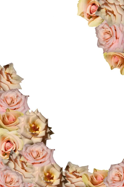 Rosa blomma ram — Stockfoto