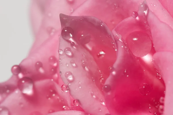 Pétalas de rosa em gotas — Fotografia de Stock