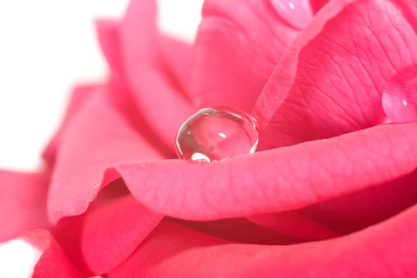 Pink rose with big drop — Stock Photo, Image