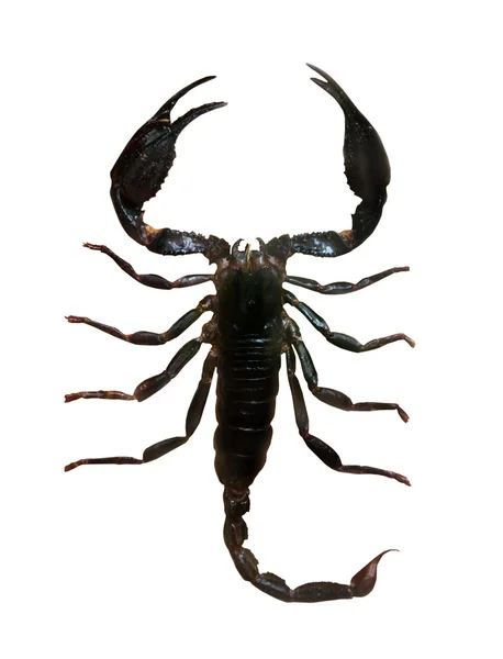 Чёрный скорпион — стоковое фото