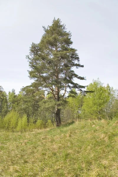 Vecchio pino verde — Foto Stock