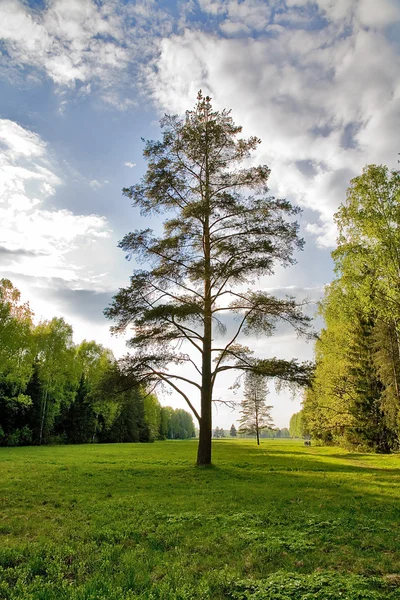 녹색 높은 소나무 — 스톡 사진