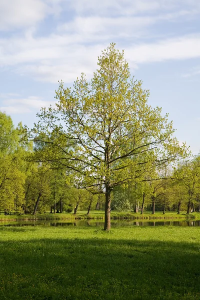 Enda gröna träd — Stockfoto