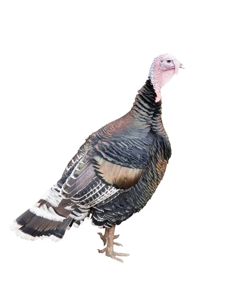 Turquía polla aislado en blanco —  Fotos de Stock