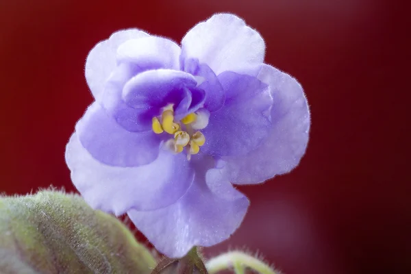 Violette bleue sur rouge foncé — Photo
