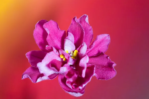Pink violet on red and yellow — Stock Photo, Image