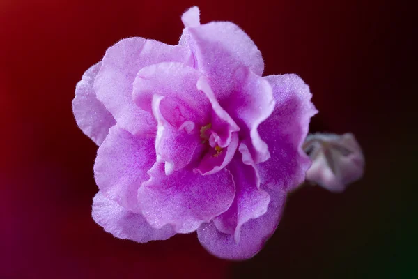 Violeta rosa sobre fondo oscuro — Foto de Stock