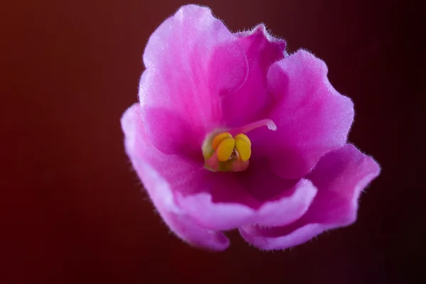 Flower of pink violet — Stock Photo, Image