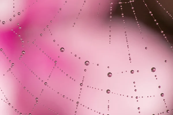 Gotas cor de rosa na web — Fotografia de Stock