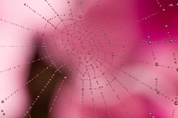 Círculos de gota rosa — Foto de Stock