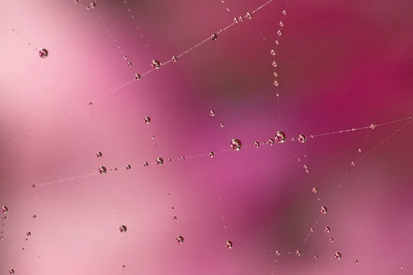 Gotas rosadas en la web — Foto de Stock
