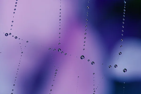 Blue flower reflection in drops — Stock Photo, Image