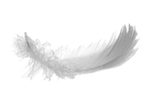 Gray swan feather — Stock Photo, Image