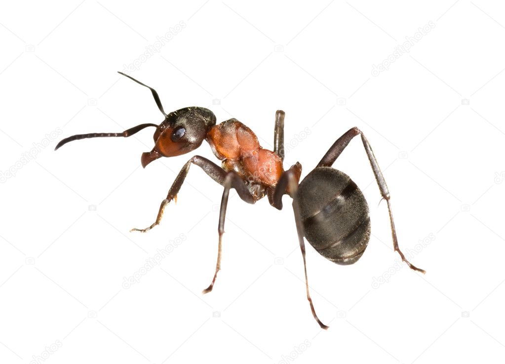 Forest ant left side