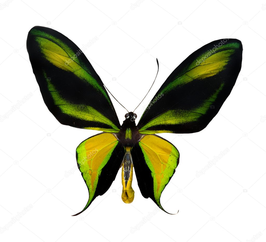 Tropical yellow, black and green butterfly