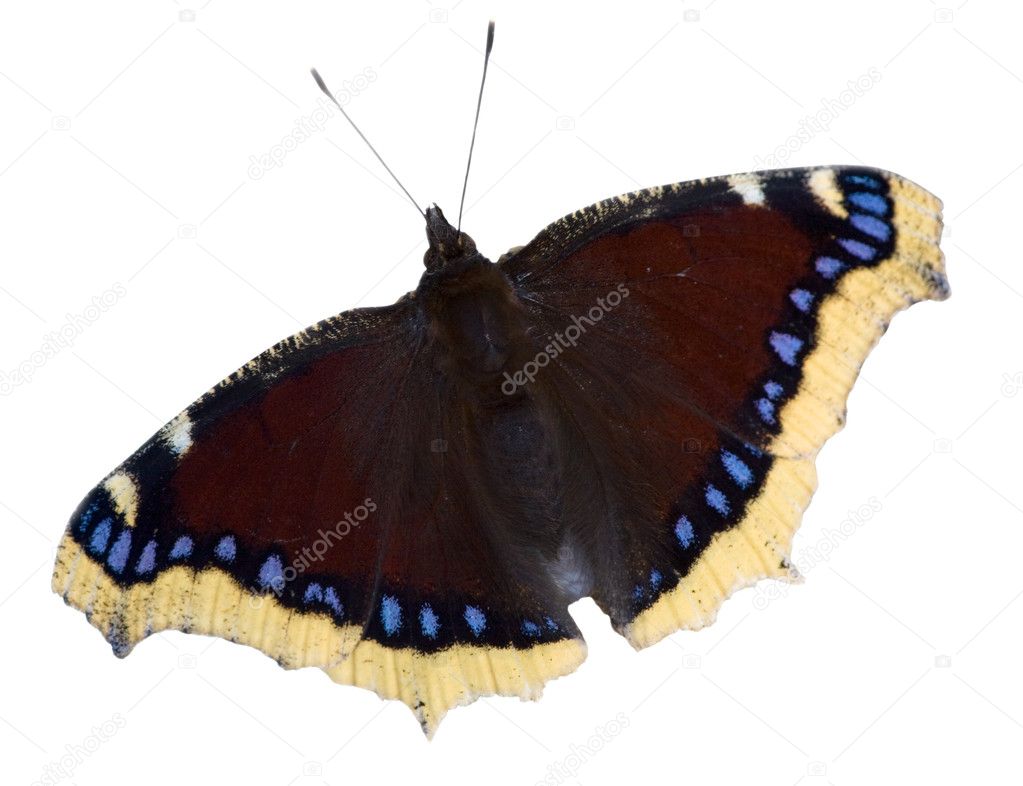 Dark red with blue butterfly