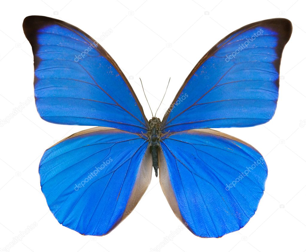 Tropical blue butterfly