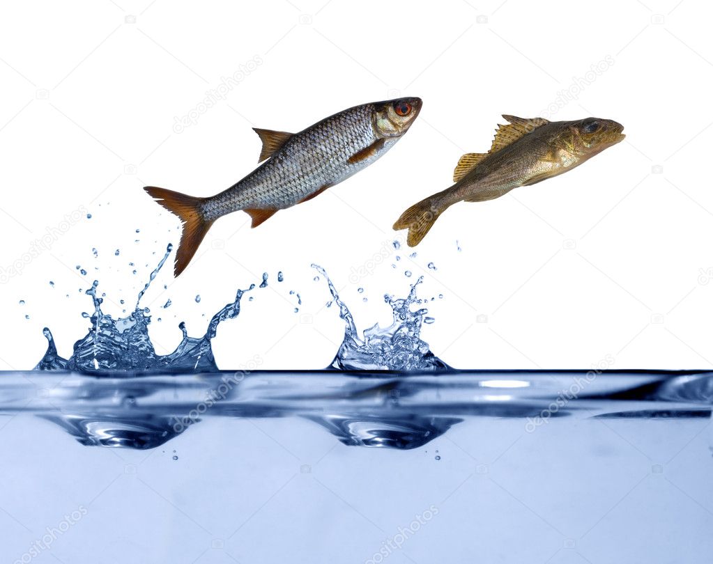 Due piccoli pesci che saltano - Foto Stock: Foto, Immagini © Dr