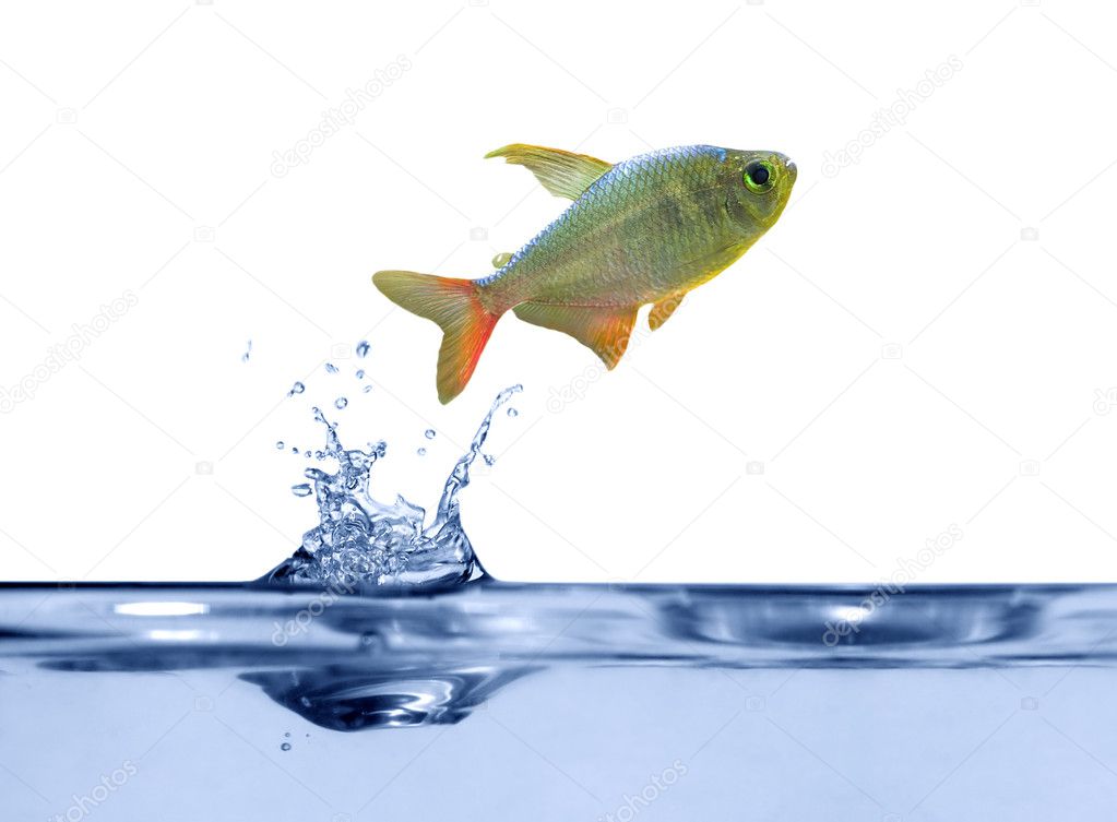 Small fish above blue water