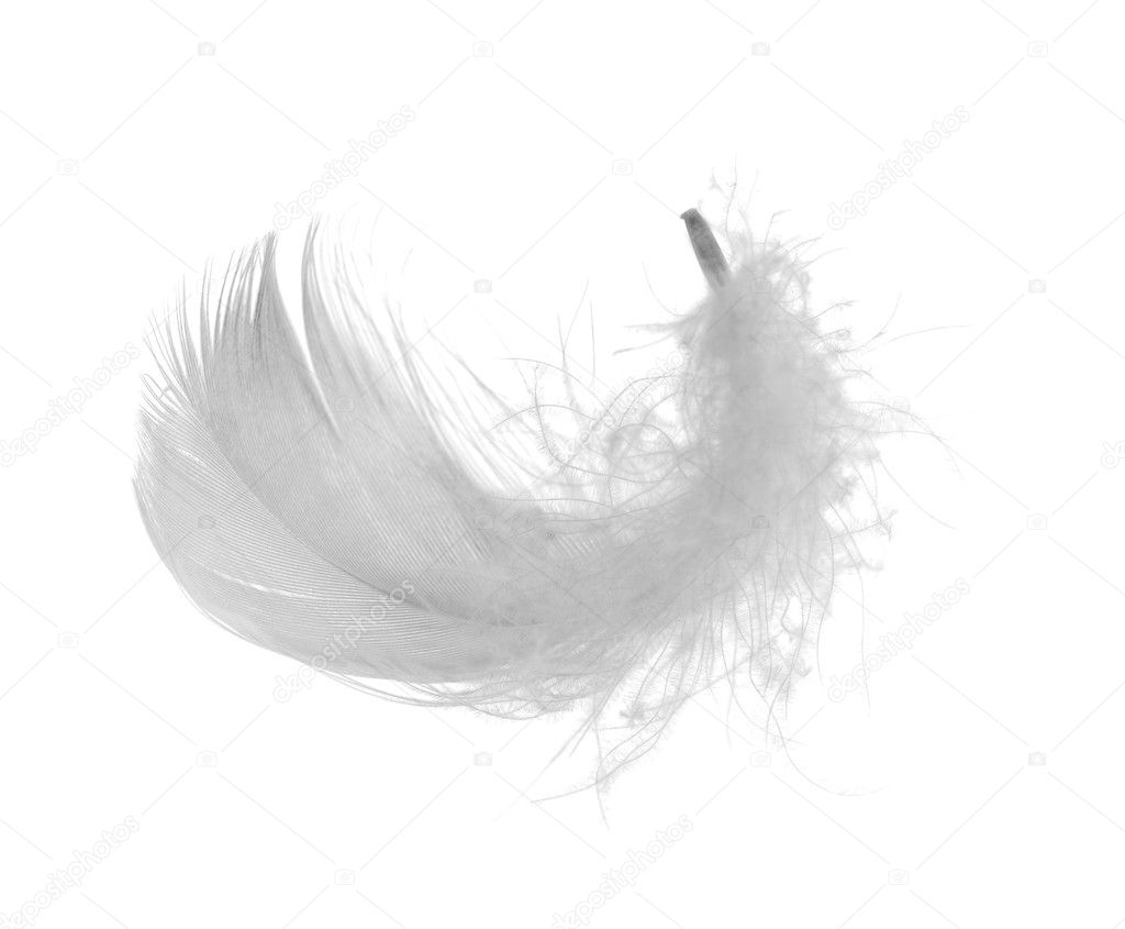 Chicken white feather