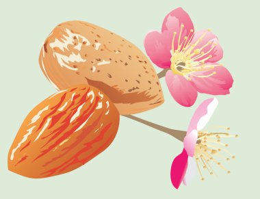 almonds and flowers clipart