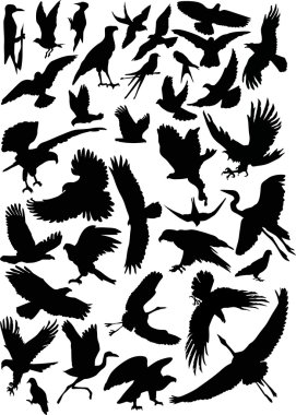 thirty five flying birds clipart