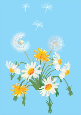 Beyaz dandelions ve chamomilles