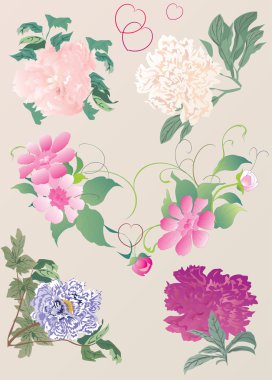 paeon flowers illustration clipart