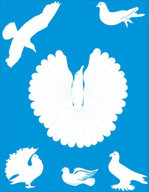 mavi beyaz güvercinler