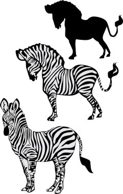 zebra collection clipart