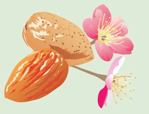Almendras y flores — Archivo Imágenes Vectoriales