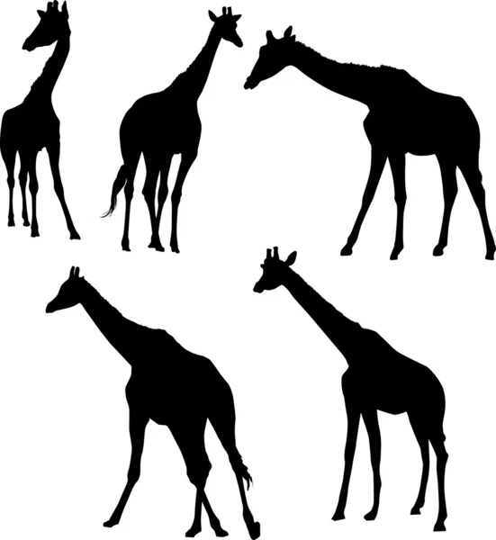 Cinco silhuetas de girafa — Vetor de Stock