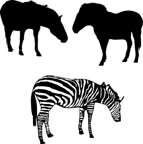 两匹马和斑马 — 图库矢量图片