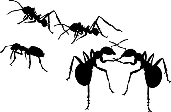 Five ant silhouettes — Stock Vector