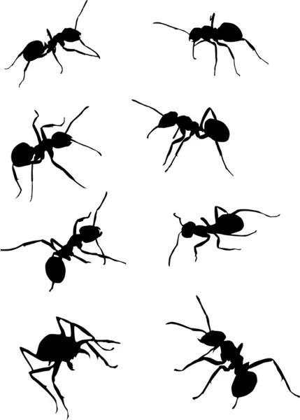 Eight ant silhouettes — Stock Vector