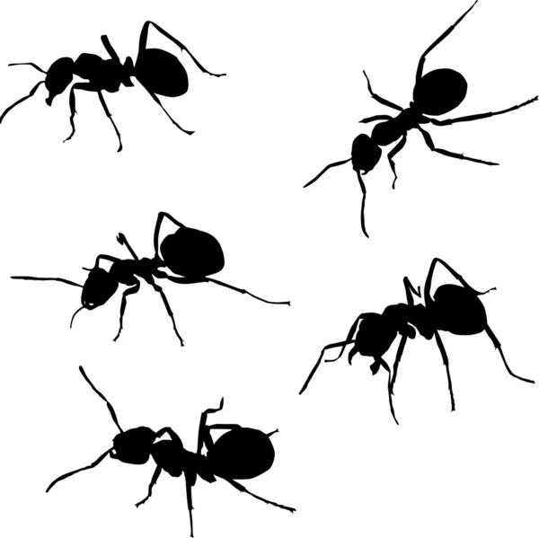 Fünf Ameisensilhouetten — Stockvektor