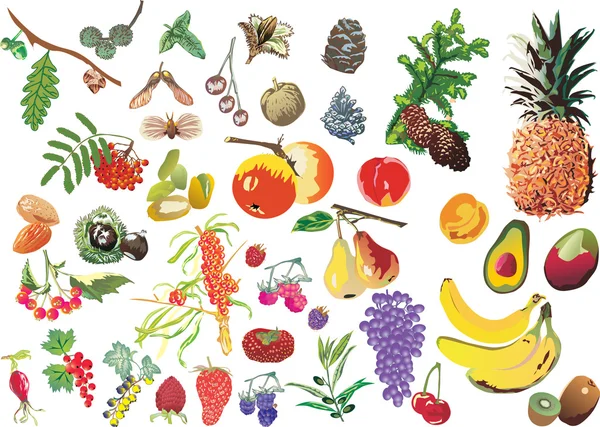 Fruits différents grand ensemble — Image vectorielle