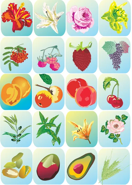 Flowers and fruits icons — Stock Vector