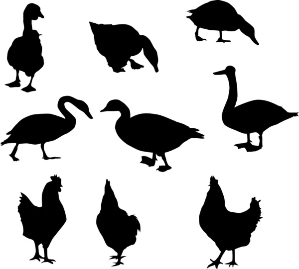 Sílhuetas de aves agrícolas — Vetor de Stock