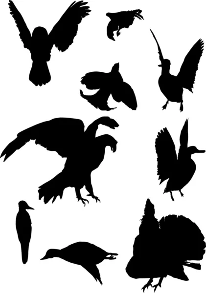 Nine bird silhouettes — Stock Vector