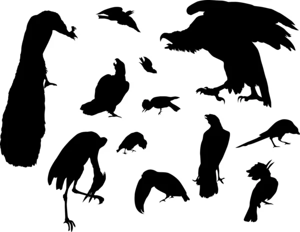 Dwanaście sylwetki ptaków — Wektor stockowy