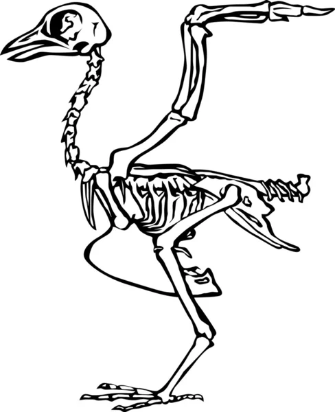 Esqueleto de pássaro — Vetor de Stock
